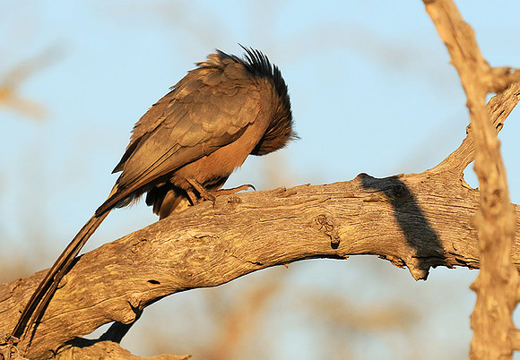 Go away bird - Singita Lebombo