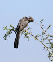 Go away bird - Singita Lebombo