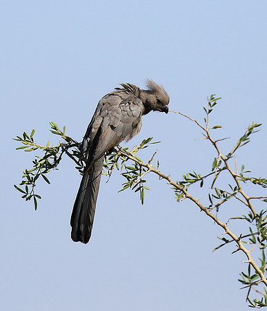 Go away bird - Singita Lebombo