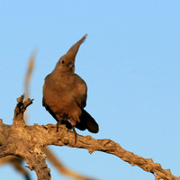 Go away bird - Singita Lebombo