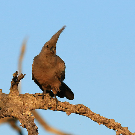 Go away bird - Singita Lebombo