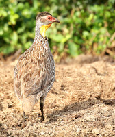 Yellow-necked spurfowl - Laikipia