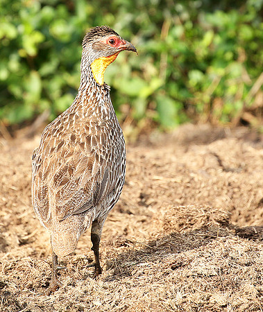 Yellow-necked spurfowl - Laikipia
