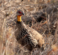 Yellow-necked spurfowl - Nairobi National Park