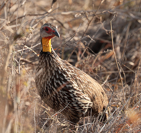 Yellow-necked spurfowl - Nairobi National Park