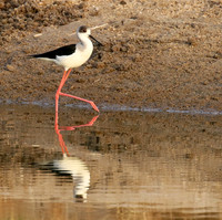 Black-winged stilts