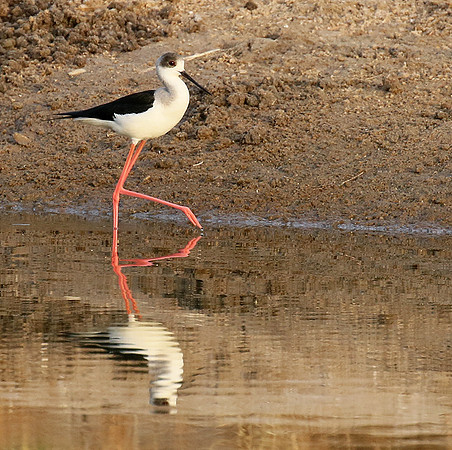 Black-winged stilts
