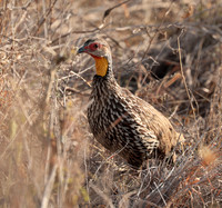 Spurfowl