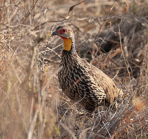 Yellow-necked spurfowl - Nairobi National Park
