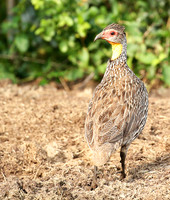 Yellow-necked spurfowl - Laikipia