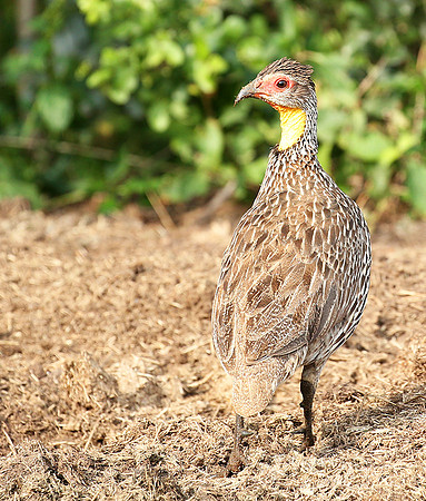 Yellow-necked spurfowl - Laikipia