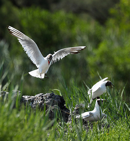Black-headed gull - Camargue
