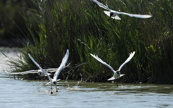 Black-headed gull - Camargue