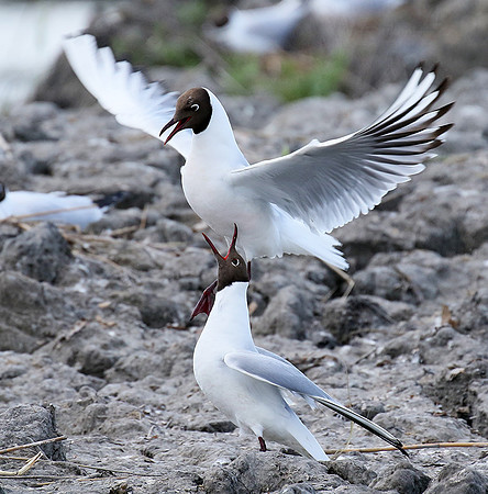 Black-headed gull - Camargue