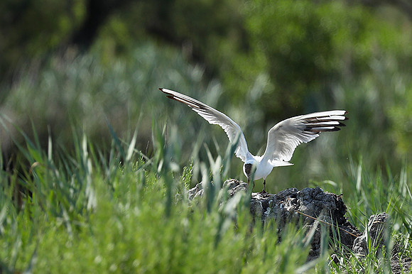 Black-headed gull - Camargue