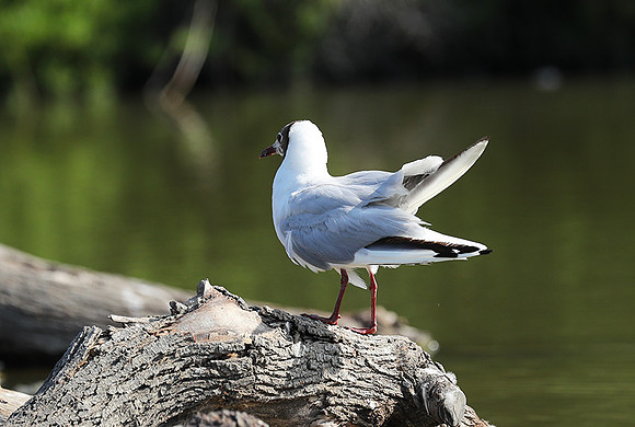 Black-headed gull - Camargue