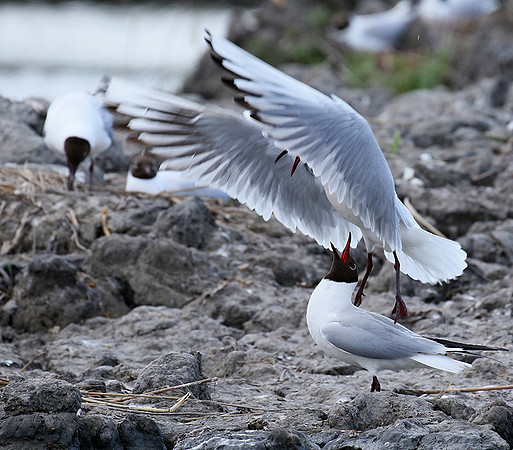 Black-headed gull - Camargue