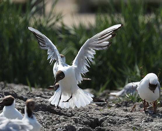 Black-headed gull - Camargue