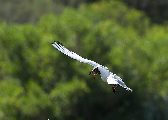 Black-headed gull - Camargue