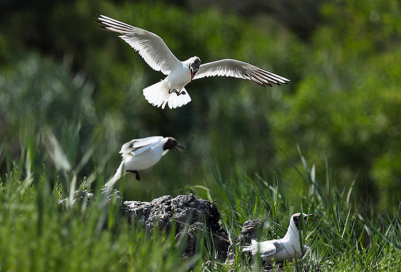 Black-headed gull - Camargue