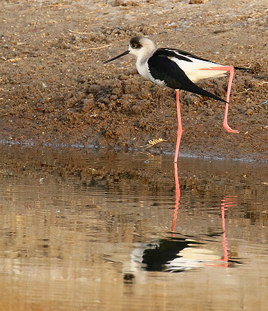 Black-winged stilts