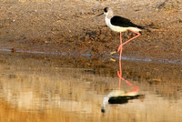 Black-winged stilts