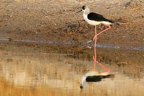 Black-winged stilts
