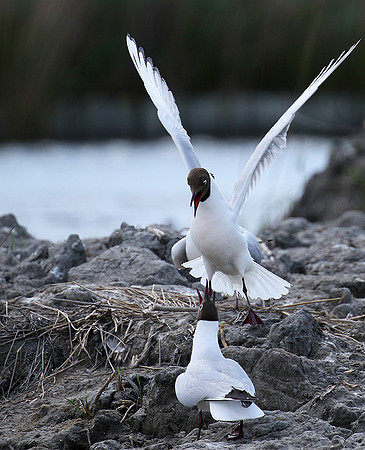 Black-headed gull - Camargue