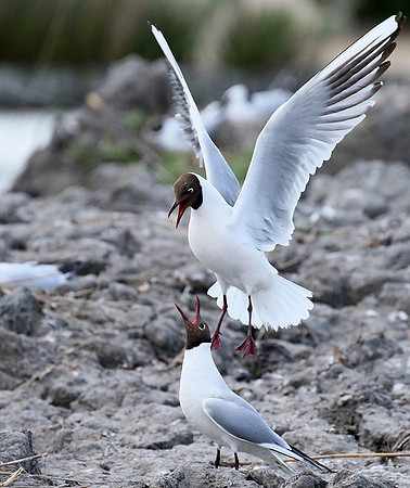 Black-headed gull - Camargue