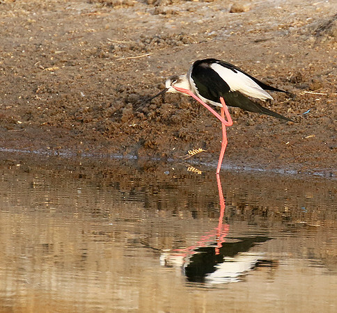 Black-winged stilts