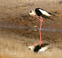 Black-winged stilts