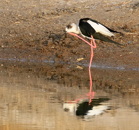 Black-winged stilts