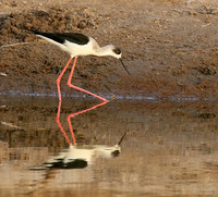Stilts