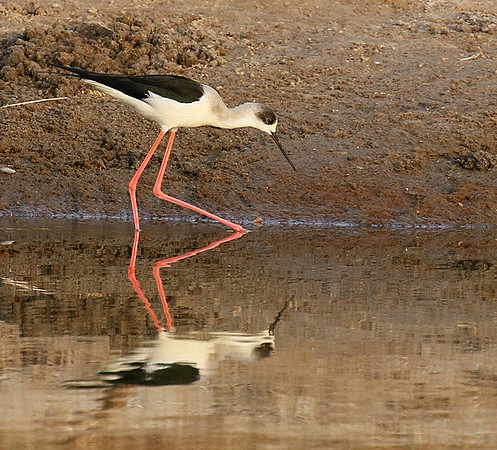 Black-winged stilts
