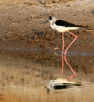 Black-winged stilts