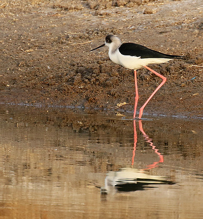 Black-winged stilts