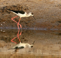 Black-winged stilts