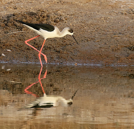 Black-winged stilts