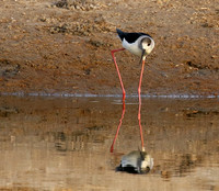 Black-winged stilts