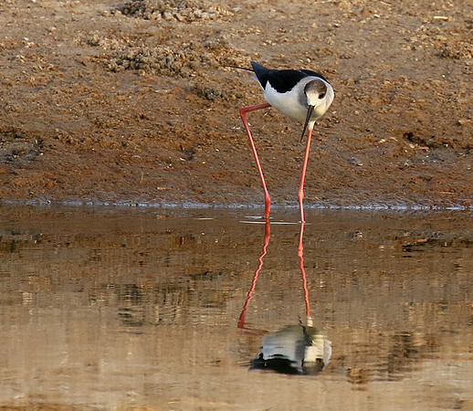 Black-winged stilts