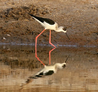Black-winged stilts