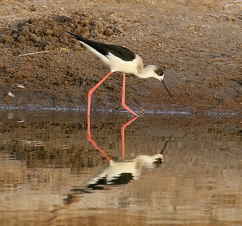 Black-winged stilts