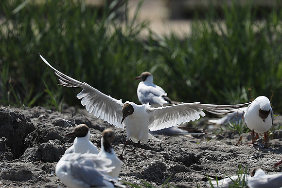Black-headed gull - Camargue