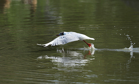 Black-headed gull