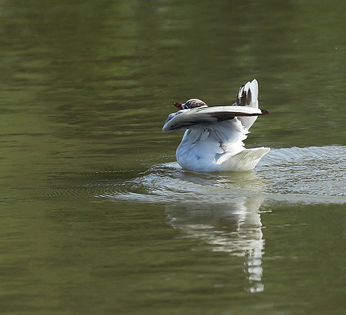 Black-headed gull - Camargue