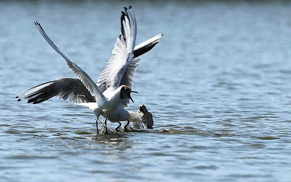 Black-headed gull - Camargue
