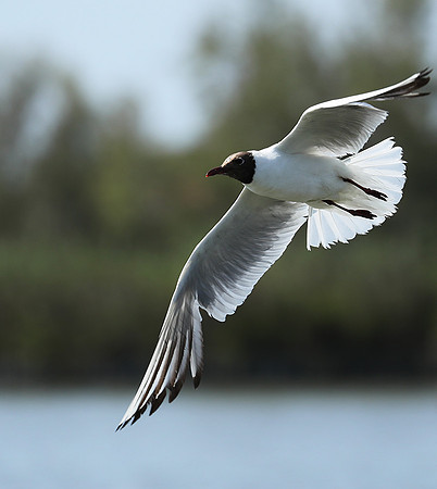 Black-headed gull - Camargue