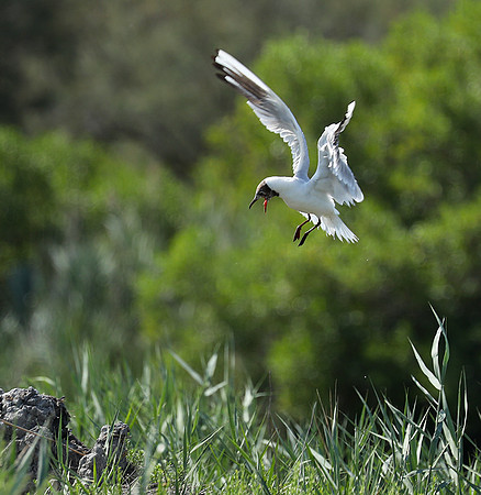 Black-headed gull - Camargue