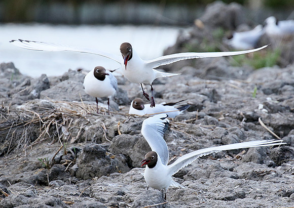 Black-headed gull - Camargue