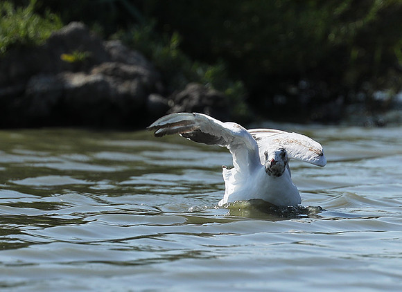 Black-headed gull - Camargue